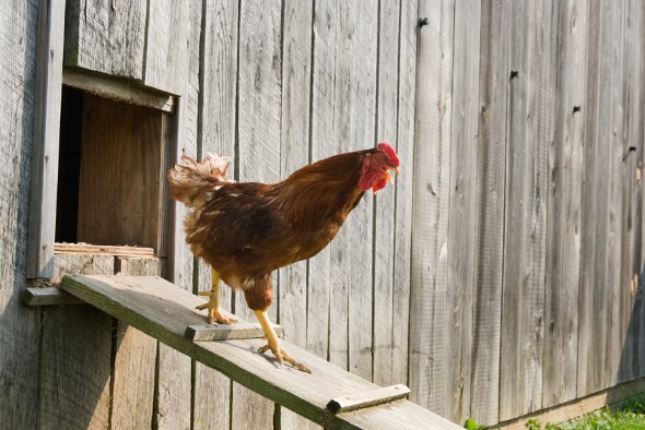 The Economics of Raising Chickens