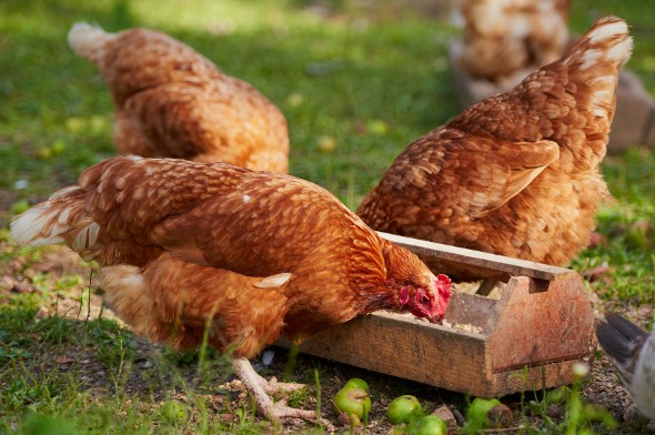 The Economics of Raising Chickens