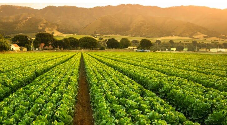 Field of crops in Salinas Valley, California