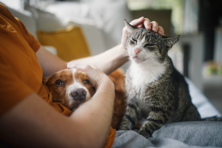 Estate planning involves making legal arrangements for your pet so that they can get the care they need when you are not able to provide for them..