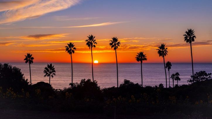 Palm trees on the California coastline.