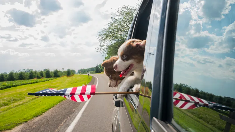 Two puppies travel in a car, peeking out the window with the U.S. flag.
